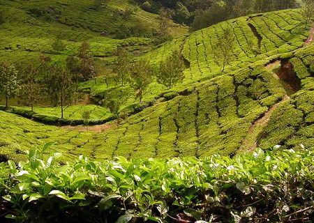 munnar